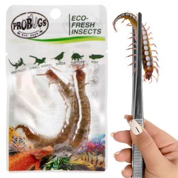 ProBugs Eco-Fresh Scolopendra Centipede 2pcs - świeże skolopendry