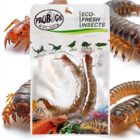 ProBugs Eco-Fresh Scolopendra Centipede 2pcs - świeże skolopendry ProBugs Eco-Fresh Scolopendra Centipede 2pcs - świeże skolopendry