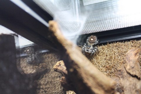 Repti-Zoo Terrarium AK 21x21x20 Repti-Zoo Terrarium AK 21x21x20