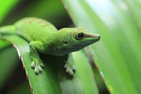 Repti-Zoo Terrarium AK 21x21x20 Repti-Zoo Terrarium AK 21x21x20