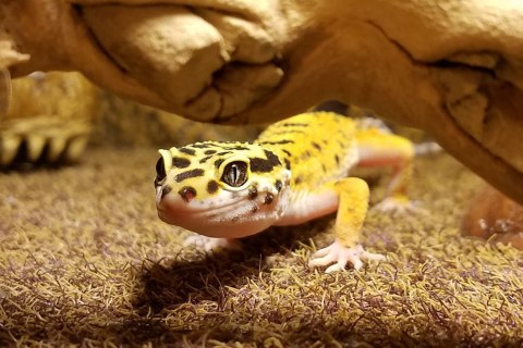 Repti-Zoo Terrarium AK 21x21x20 Repti-Zoo Terrarium AK 21x21x20