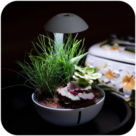 Chihiros Tiny Terrarium Egg - terrarium do hodowli roślin i gadów Chihiros Tiny Terrarium Egg - terrarium do hodowli roślin i gadów