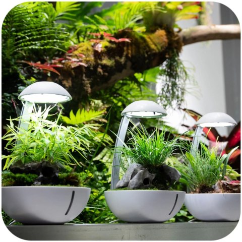 Chihiros Tiny Terrarium Egg - terrarium do hodowli roślin i gadów Chihiros Tiny Terrarium Egg - terrarium do hodowli roślin i gadów