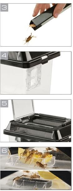 EXO TERRA Cricket Pen L Terrarium na karmówkę (30x20,5x19,5cm) EXO TERRA Cricket Pen L Terrarium na karmówkę (30x20,5x19,5cm)