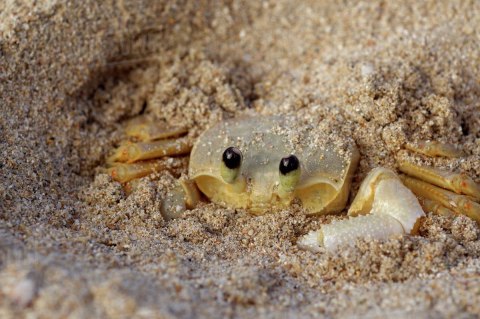 EXO TERRA Riverbed Sand - piasek rzeczny EXO TERRA Riverbed Sand - piasek rzeczny
