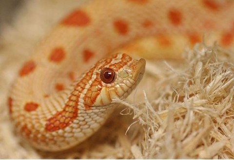 Repti-Zoo Aspen Snake Bedding - podłoże włókna topoli 500 g Repti-Zoo Aspen Snake Bedding - podłoże włókna topoli 500 g