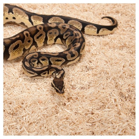 Repti-Zoo Aspen Snake Bedding - podłoże włókna topoli 500 g Repti-Zoo Aspen Snake Bedding - podłoże włókna topoli 500 g