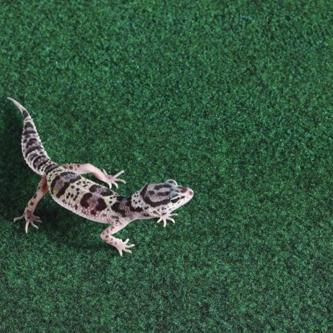 Repti-Zoo Carpet Mat - podłoże do terrarium 20x30cm Repti-Zoo Carpet Mat - podłoże do terrarium 20x30cm