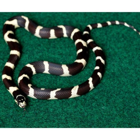 Repti-Zoo Carpet Mat - podłoże do terrarium 20x30cm Repti-Zoo Carpet Mat - podłoże do terrarium 20x30cm