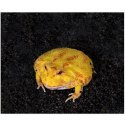 Repti-Zoo Ceratophrys Mud 600g - podłoże dla żab rogatych