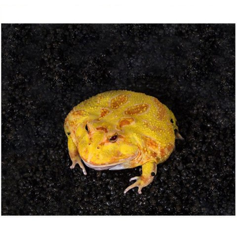 Repti-Zoo Ceratophrys Mud 600g - podłoże dla żab rogatych Repti-Zoo Ceratophrys Mud 600g - podłoże dla żab rogatych
