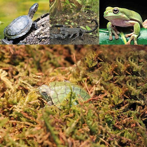Repti-Zoo Chile's Sphagnum moss - mech torowiec 4,5l Repti-Zoo Chile's Sphagnum moss - mech torowiec 4,5l