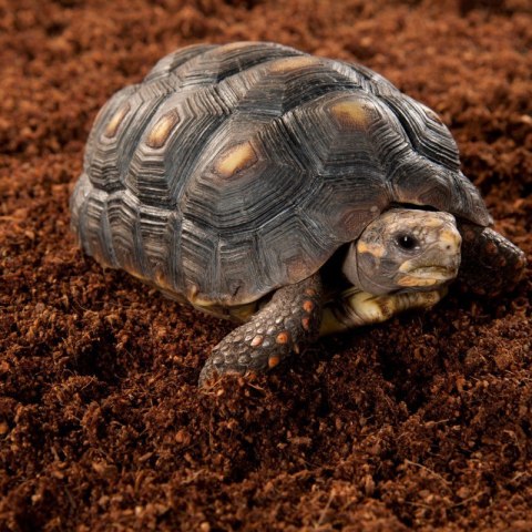 Repti-Zoo Podłoże z włókien kokosa 4l Repti-Zoo Podłoże z włókien kokosa 4l