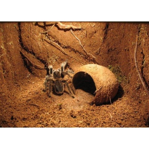 Repti-Zoo Podłoże z włókien kokosa 4l Repti-Zoo Podłoże z włókien kokosa 4l
