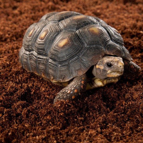 Repti-Zoo Podłoże z włókien kokosa 8l Repti-Zoo Podłoże z włókien kokosa 8l