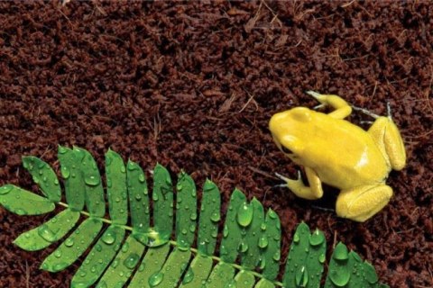 Repti-Zoo Podłoże z włókien kokosa 8l Repti-Zoo Podłoże z włókien kokosa 8l