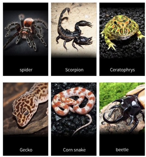 Repti-Zoo Terrarium z akrylu 10x8x6 cm Repti-Zoo Terrarium z akrylu 10x8x6 cm