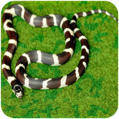 Resun Tropical Carpet Mat - mata do terrarium 80x30cm Resun Tropical Carpet Mat - mata do terrarium 80x30cm