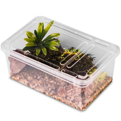 Terrario Reptiland 19x12x7,5cm - przeźroczyste terrarium faunarium Terrario Reptiland 19x12x7,5cm - przeźroczyste terrarium faunarium