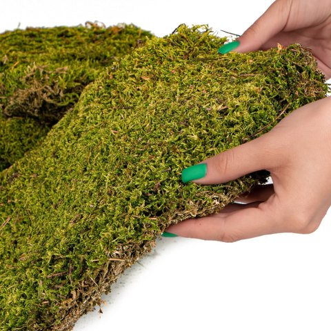Terrario Shadow Forest Moss - mech naturalny 35x28cm Terrario Shadow Forest Moss - mech naturalny 35x28cm