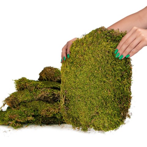 Terrario Shadow Forest Moss - mech naturalny 35x28cm Terrario Shadow Forest Moss - mech naturalny 35x28cm