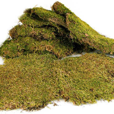 Terrario Shadow Forest Moss - mech naturalny 35x28cm Terrario Shadow Forest Moss - mech naturalny 35x28cm