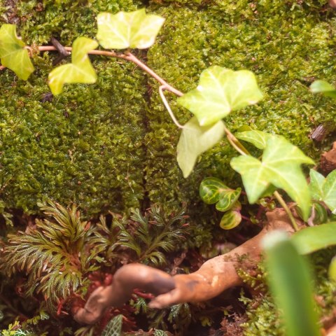 Terrario Shadow Forest Moss - mech naturalny 35x28cm Terrario Shadow Forest Moss - mech naturalny 35x28cm