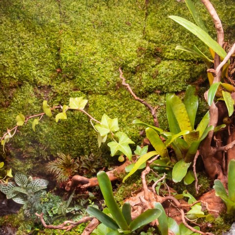 Terrario Shadow Forest Moss - mech naturalny 35x28cm Terrario Shadow Forest Moss - mech naturalny 35x28cm