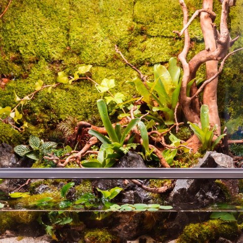 Terrario Shadow Forest Moss - mech naturalny 35x28cm Terrario Shadow Forest Moss - mech naturalny 35x28cm