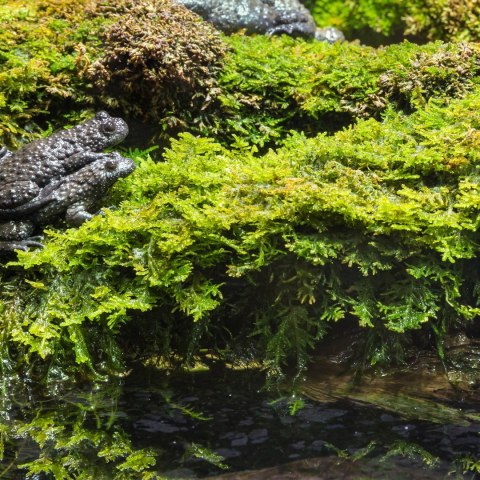 Terrario Shadow Forest Moss - mech naturalny 35x28cm Terrario Shadow Forest Moss - mech naturalny 35x28cm