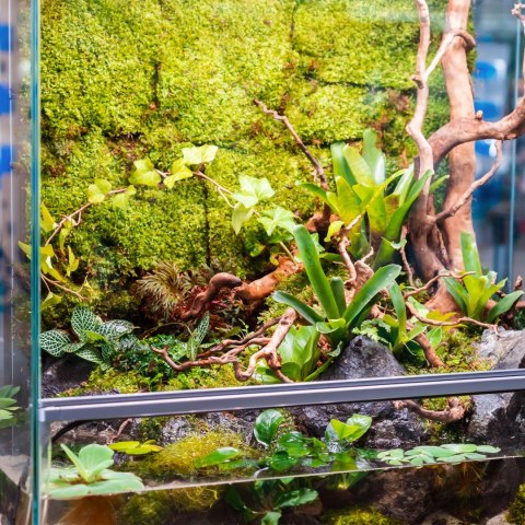Terrario Shadow Forest Moss - mech naturalny 35x28cm Terrario Shadow Forest Moss - mech naturalny 35x28cm