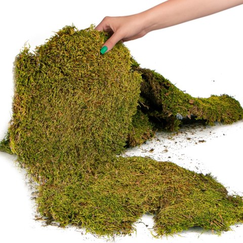 Terrario Shadow Forest Moss - mech naturalny 35x28cm Terrario Shadow Forest Moss - mech naturalny 35x28cm