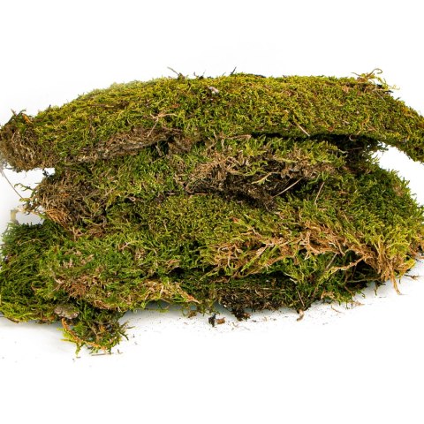 Terrario Shadow Forest Moss - mech naturalny 35x28cm Terrario Shadow Forest Moss - mech naturalny 35x28cm