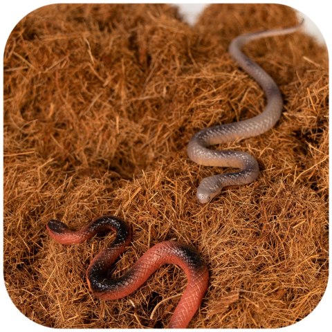 Terrario Terra Bedding 5l - podłoże z włokien kokosa 1-3cm Terrario Terra Bedding 5l - podłoże z włokien kokosa 1-3cm
