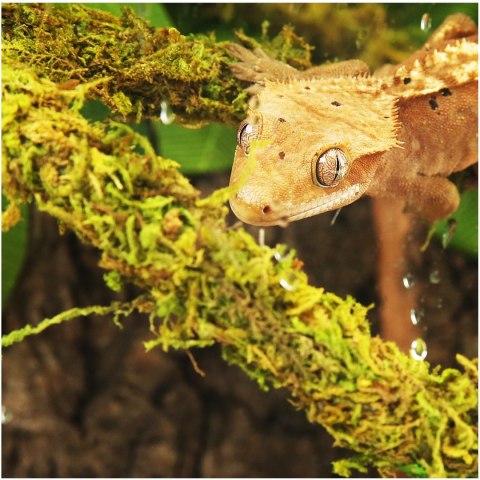 Repti-Zoo Liana z naturalnym mchem 2cm x 2m Repti-Zoo Liana z naturalnym mchem 2cm x 2m