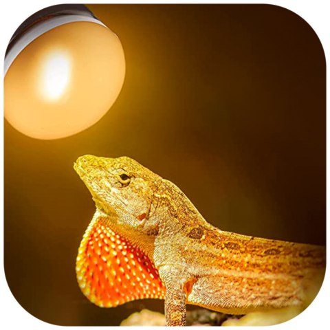 Repti-Zoo Mini Daylight Spot NANO 25W - żarówka grzewcza 2 sztuki Repti-Zoo Mini Daylight Spot NANO 25W - żarówka grzewcza 2 sztuki