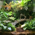 Terrario Bark Bowl - Miska do Terrarium 10x7,5x4 cm