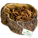 Terrario Bark Bowl - Miska do Terrarium 10x7,5x4 cm