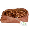 Terrario Natural Bowl M - Miska do Terrarium 11,5x9x3 cm