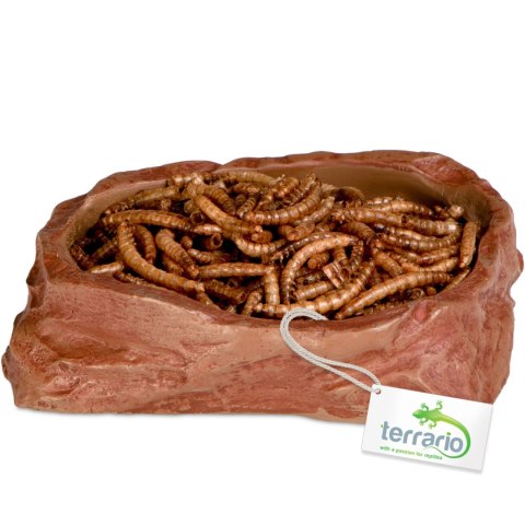 Terrario Natural Bowl M - Miska do Terrarium 11,5x9x3 cm Terrario Natural Bowl M - Miska do Terrarium 11,5x9x3 cm