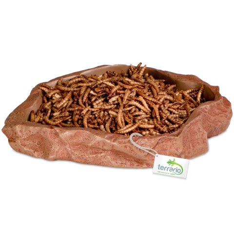 Terrario Natural Bowl - Miska do Terrarium 20x17x3 cm Terrario Natural Bowl - Miska do Terrarium 20x17x3 cm