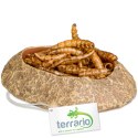 Terrario Rock Oasis XS - Miska do Terrarium 5,5x4x1 cm