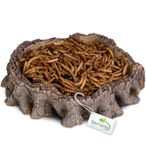 Terrario Root Bowl - Miska do Terrarium 16x16x4 cm Terrario Root Bowl - Miska do Terrarium 16x16x4 cm
