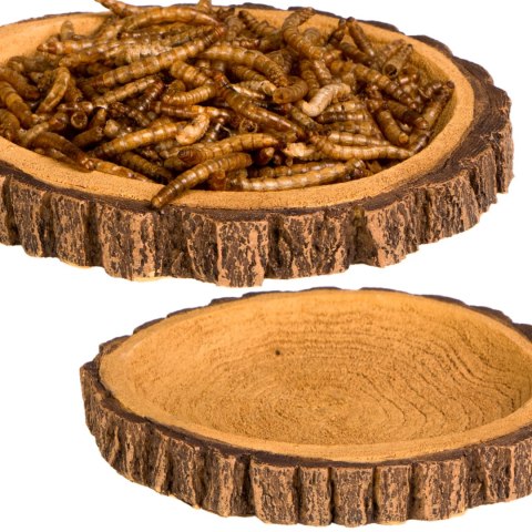 Terrario Tree Ring Bowl M - Miska do Terrarium 12x11x1,5 cm Terrario Tree Ring Bowl M - Miska do Terrarium 12x11x1,5 cm