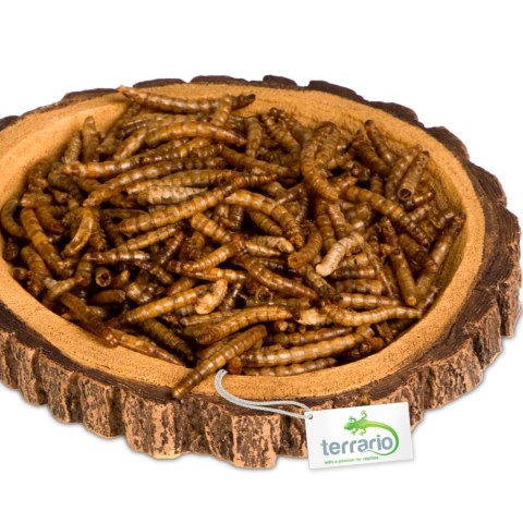 Terrario Tree Ring Bowl M - Miska do Terrarium 12x11x1,5 cm Terrario Tree Ring Bowl M - Miska do Terrarium 12x11x1,5 cm