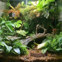 Terrario Tree Ring Bowl XS - Miska do Terrarium 6x5x1 cm