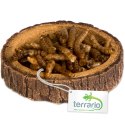Terrario Tree Ring Bowl XS - Miska do Terrarium 6x5x1 cm