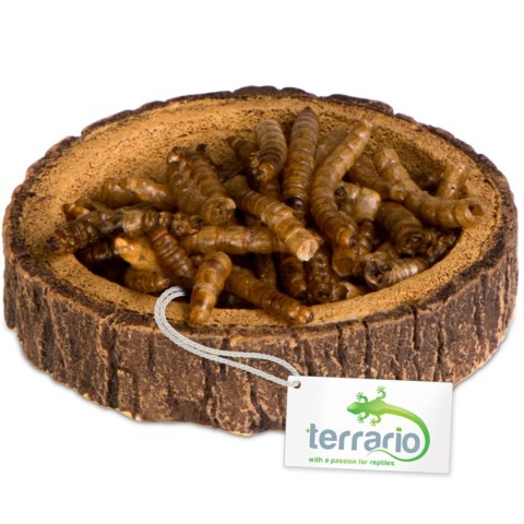 Terrario Tree Ring Bowl XS - Miska do Terrarium 6x5x1 cm Terrario Tree Ring Bowl XS - Miska do Terrarium 6x5x1 cm