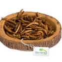Terrario Tree Ring Bowl S - Miska do Terrarium 9,5x7,5x1 cm