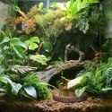 Terrario Tree Ring Bowl S - Miska do Terrarium 9,5x7,5x1 cm